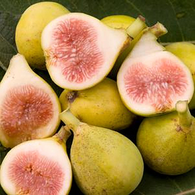 Ficus c. 'Peter's Honey'