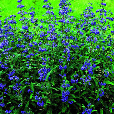 Caryopteris x c. 'Petite Bleu'