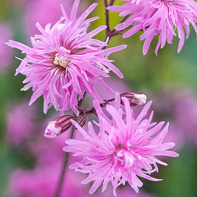 Lychnis flos cuculi 'Petite Jenny'