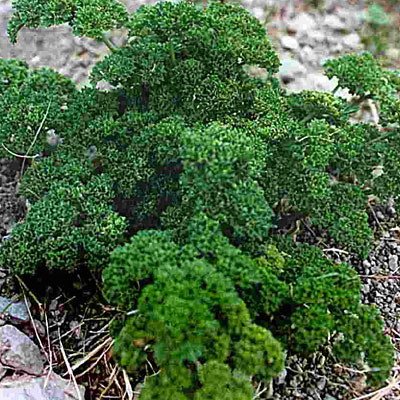 Parsley