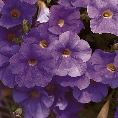 Petunia 'Supertunia Surfinia Sky Blue'