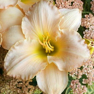 Hemerocallis 'Pewter Pink'