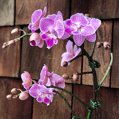 Phalaenopsis