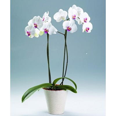 Phalaenopsis in Ceramic