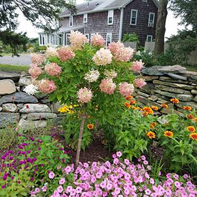 Hydrangea p. 'Phantom' (TREE)