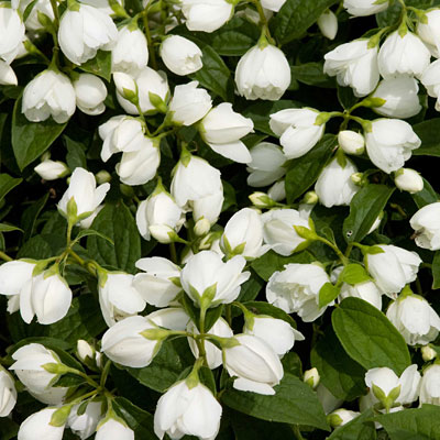 Philadelphus x 'Snowbelle'
