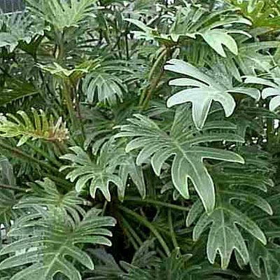 Philodendron