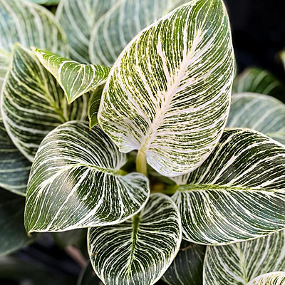 Philodendron 'Birkin'
