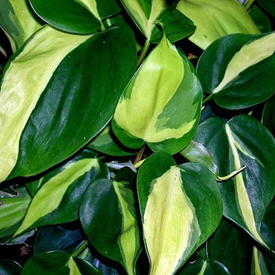 Philodendron 'Brasil'