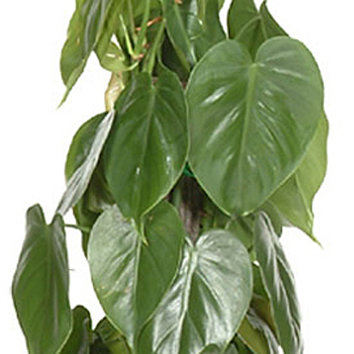 Philodendron cordatum