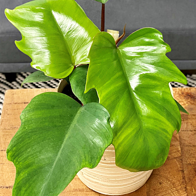 Philodendron mayoi