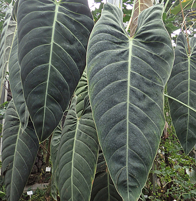 Philodendron melanochrysum