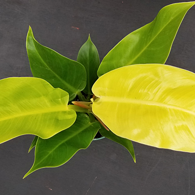 Philodendron 'Moonlight'