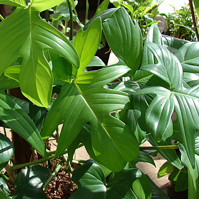 Philodendron squamiferum