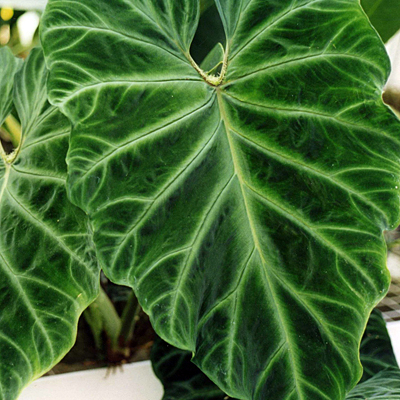 Philodendron verrucosum