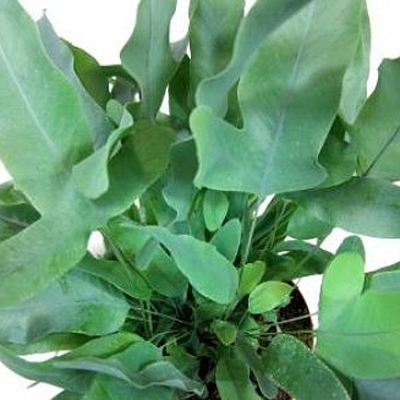 Phlebodium aureum