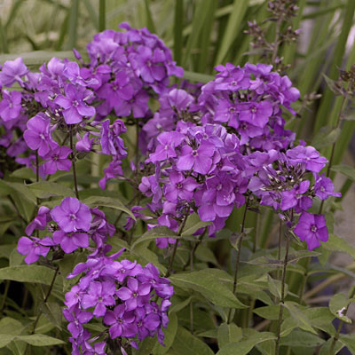 Phlox p. 'Blue Paradise'