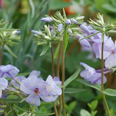 Phlox st. 'Blue Ridge'