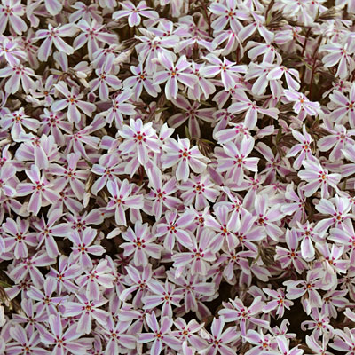 Phlox sub. 'Candy Stripe'