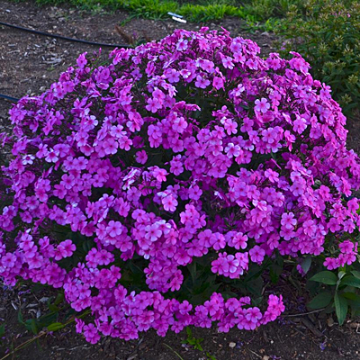 Phlox x 'Cloudburst'
