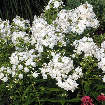 Phlox p. 'David'