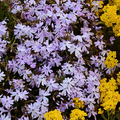 Phlox sub. 'Emerald Blue'