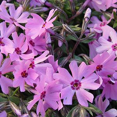 Phlox sub. 'Fort Hill'