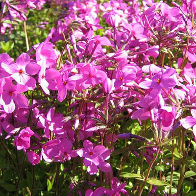 Phlox st. 'Home Fires'
