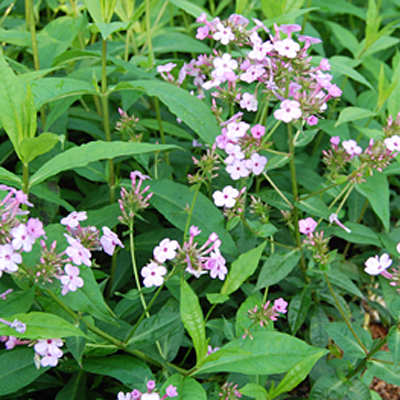 Phlox p. 'Jeana'