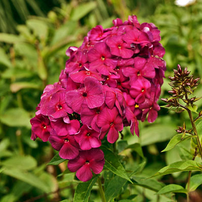 Phlox p. 'Nicky'