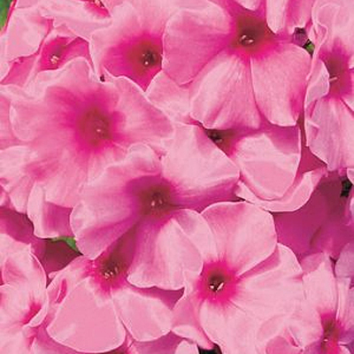 Phlox p. 'Volcano Pink with Red Eye'