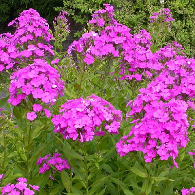 Phlox p. 'Robert Poore'