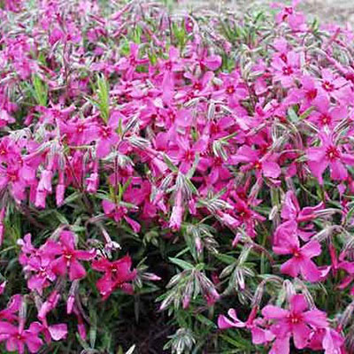 Phlox sub. 'Scarlet Flame'