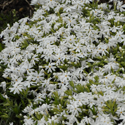 Phlox sub. 'Snowflake'