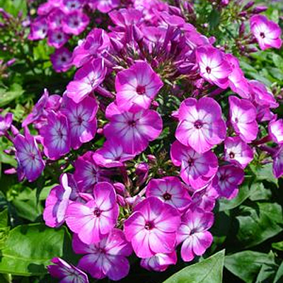 Phlox p. 'Volcano Purple with White Eye'