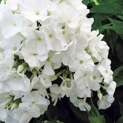 Phlox p. 'Volcano White'