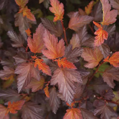 Physocarpus o. 'Coppertina'