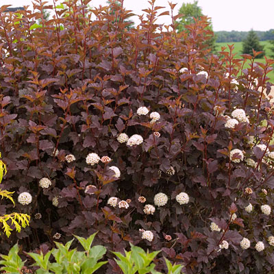 Physocarpus o. 'Diabolo'