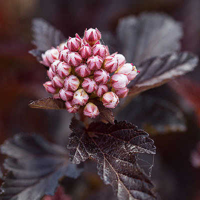 Physocarpus o. 'Fireside'