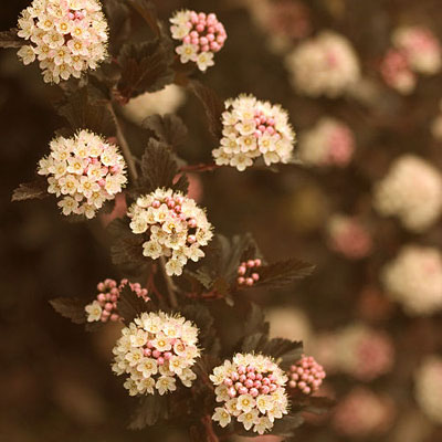 Physocarpus o. 'Summer Wine'