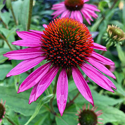Echinacea p. 'Pica Bella'