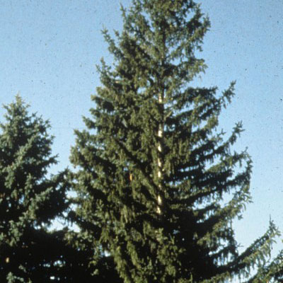 Picea abies