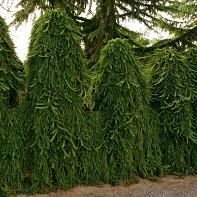 Picea a. 'Pendula'