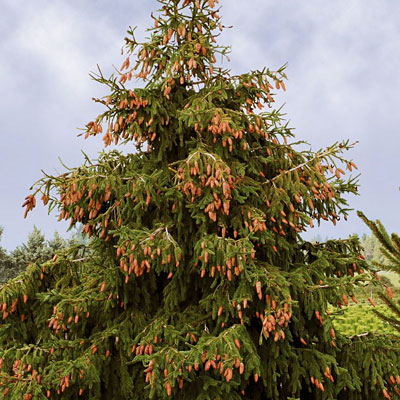Picea a. 'Acrocona'