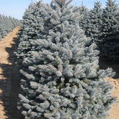 Picea p. 'Bakeri'