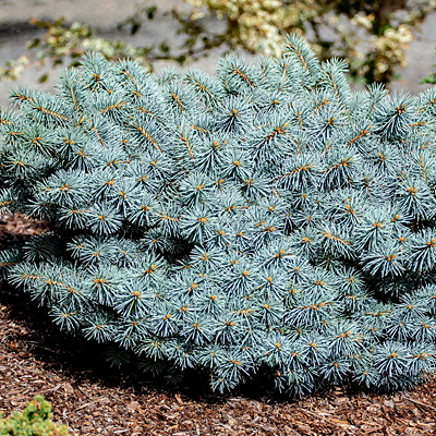 Picea p. 'Christina'