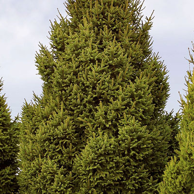 Picea a. 'Clanbrassiliana Stricta'