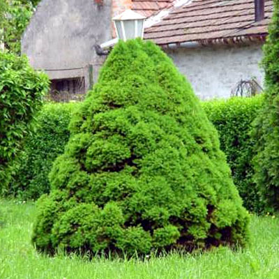Picea g. 'Conica'