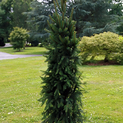 Picea a. 'Cupressina'