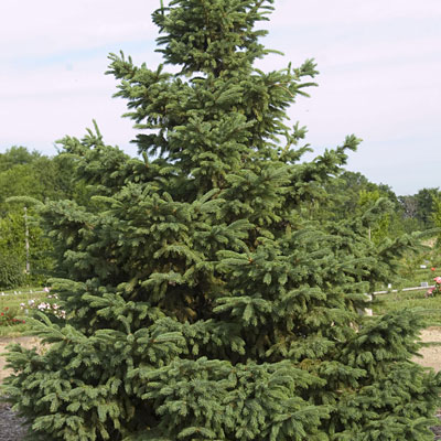 Picea g. 'Densata'